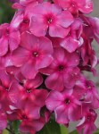 phlox-‘anna-karenina‘-3-1-e1611483804540