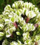 phlox_pure_feeling_mm1