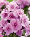 phlox_zenobia_2_1513760875