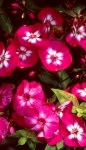 phloxpaniculatalaura_02