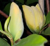 photo-editor-20190510-204532_1024x1024@2x