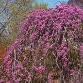 pink-heartbreaker-weeping-redbud-tree-600x600