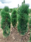 pinus_nigra_green_tower_5-min