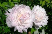 pion_baroness_schroeder_1_sht