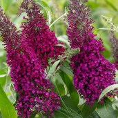 pl2000020986_card3_lg