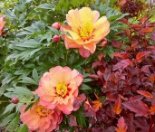 plant-combo-itoh-peony-physocarpus-10000018872