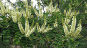 plant-prescription-web