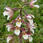 plant_25526_shoot_20180523201520