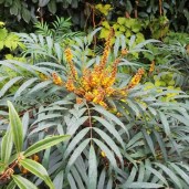 plant_30667_user_1656_202205050017261