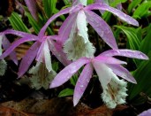 pleione-formosana-1d6c8a1e-5388-478f-94e8-101ad57cb5f-resize-750