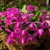 pleione-tongariro-5