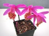 pleione-vesuvius-phoenix