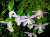 pleione_limprichtii_