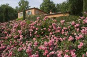 pochvopokrovnaja-rosa-5
