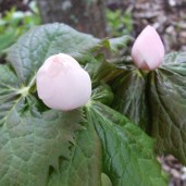 podophyllum_hexandrum_pink