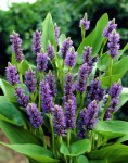 pontederia-cordata1