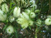 pot_flower_bottlebrush_123_480