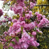 prunus-kiku-shidare-zakura-tree-p27-6555_image