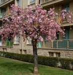 prunus-kiku-shidare-zakura
