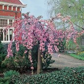 prunus_kiki