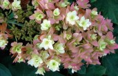 quercifolia-Snowflake1