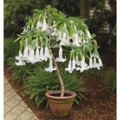 r9382-4_-_brugmansia_white_cascade-sm