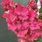 rispenhortensie-bloody-marie-104582-62217