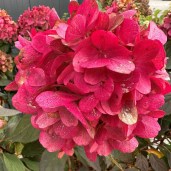 rispenhortensie-bloody-marie-104590-62217_600x600@2x