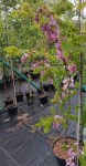 robinia-anna-irena-
