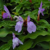 roscoea-purpurea-10536