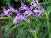 roscoea_sp