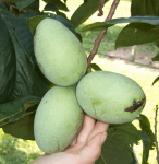 s370488733127424957_p307_i1_w520