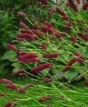 sanguisorba_officinalis_1397330486
