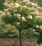 shade_trees_images_pee_gee_hydrangea_1_1