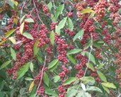 sheferdiya-kanadskaya