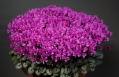 sizedcyclamen-alpinum-exh-I-Robertson-6-1-Farrer-607815042