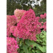 skaraina-hortenzija-petite-flori-hydrangea-paniculata-p9-kont
