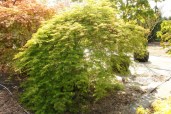 specimen_1191_acer_palmatum_emerald_lace__17169.1445390354.780.780