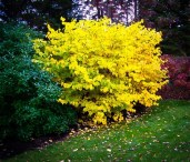 spicebush_474x
