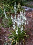 spiranthes_plant