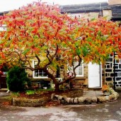 staghorn-sumac-seeds-rhus-typhina