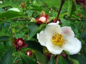 stewartia-rostrata-2