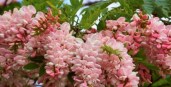 stylowi_pl_ogrod_rozowa-akacja-lepka--robinia-viscosa--miododajna-6_43252895