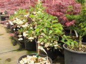 styrax-japonica-fragrant-fountain-2