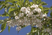 styrax_japonica_1024x1024