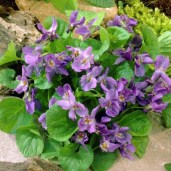 sweet-violet-viola-odorata_3-600x600