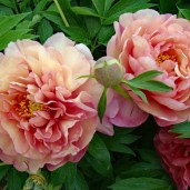thumb_11894_600_600_0_0_crop