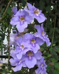 thunbergia_grandiflora2