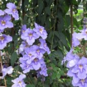 thunbergia_grandiflora318