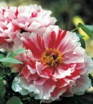 tree_peony_shima_nishiki_enl